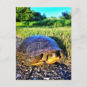 TURTLE POSTCARD POSTKARTE