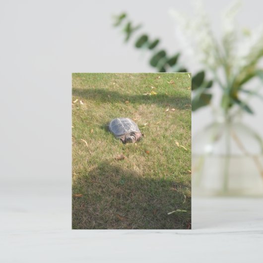 TURTLE POSTKARTE (Stehend Vorderseite)
