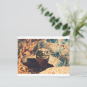 Turtle-Power Postkarte (Stehend Vorderseite)