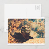 Turtle-Power Postkarte (Vorne/Hinten)