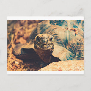 Turtle-Power Postkarte