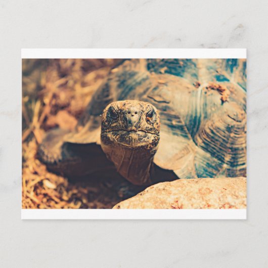Turtle-Power Postkarte (Vorderseite)