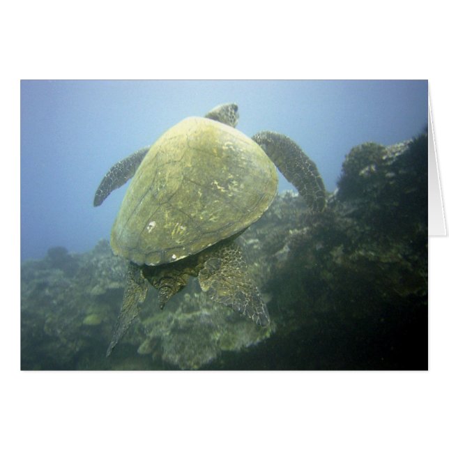 Turtle Pu'u Olai (Vorderseite (Horizontal))