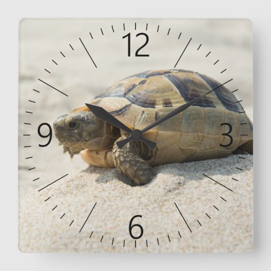 Turtle Quadratische Wanduhr (Vorderseite)