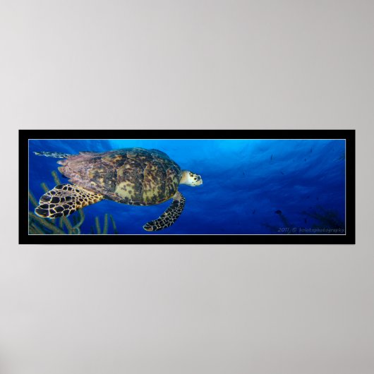 Turtle Seascape Poster (Vorne)