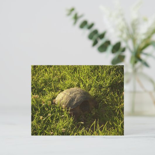 Turtle Shy Postkarte (Stehend Vorderseite)