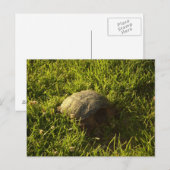 Turtle Shy Postkarte (Vorne/Hinten)