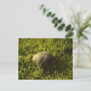 Turtle Shy Postkarte