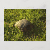 Turtle Shy Postkarte (Vorderseite)