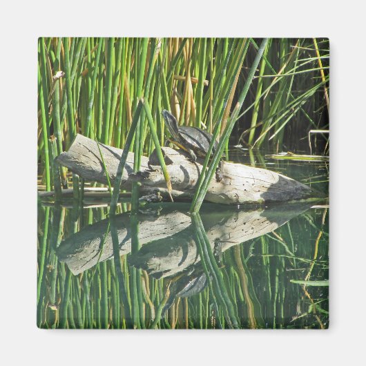 Turtle Sunning on Log mit Reflektionsfoto Magnet (Vorne)