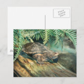 Turtle Sunning on log Postkarte (Vorne/Hinten)