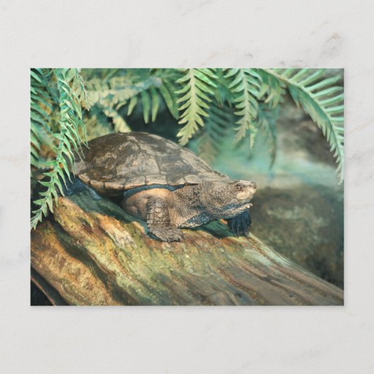 Turtle Sunning on log Postkarte (Vorderseite)
