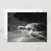 Turtle tank Greetings Postkarte (Vorne/Hinten)