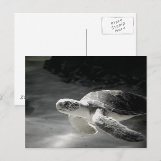Turtle tank Greetings Postkarte (Vorne/Hinten)