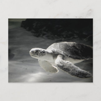 Turtle tank Greetings Postkarte