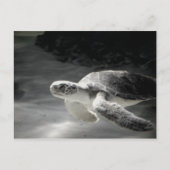 Turtle tank Greetings Postkarte (Vorderseite)