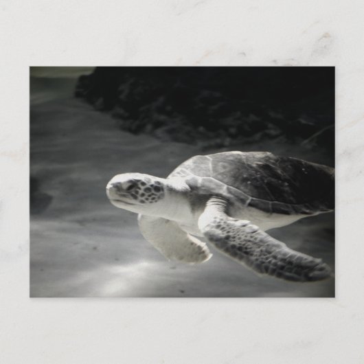 Turtle tank Greetings Postkarte (Vorderseite)