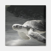 Turtle Tank