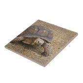 Turtle Tortoise Muschel Turtles Wildlife Foto Wild Fliese (Seite)