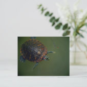 Turtle und Shrimp Lunch Buddies Postkarte (Stehend Vorderseite)