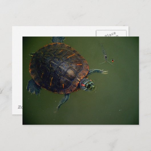 Turtle und Shrimp Lunch Buddies Postkarte (Vorne/Hinten)