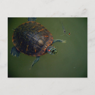 Turtle und Shrimp Lunch Buddies Postkarte