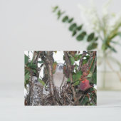 Turtledove Postkarte (Stehend Vorderseite)