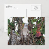 Turtledove Postkarte (Vorne/Hinten)