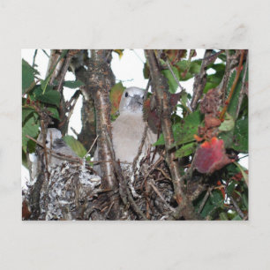 Turtledove Postkarte
