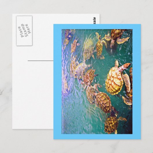 Turtles at Play Postkarte (Vorne/Hinten)