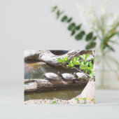 TURTLES, TURTLES, TURTLES!! POSTKARTE (Stehend Vorderseite)