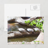 TURTLES, TURTLES, TURTLES!! POSTKARTE (Vorne/Hinten)