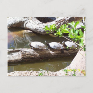 TURTLES, TURTLES, TURTLES!! POSTKARTE