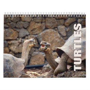 Turtles Wall Calendar Kalender