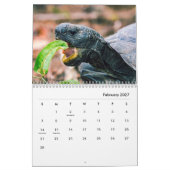 Turtles Wall Calendar Kalender (Feb 2027)