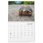 Turtles Wall Calendar Kalender (Mär 2027)