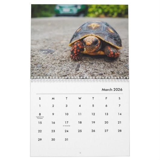 Turtles Wall Calendar Kalender (Mär 2026)