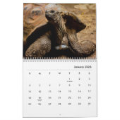 Turtles Wall Calendar Kalender (Jan 2026)