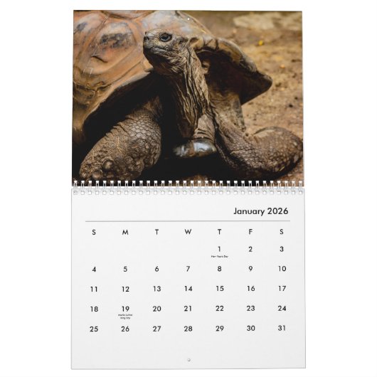 Turtles Wall Calendar Kalender (Jan 2026)