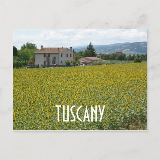Tuscany Hillside Sunflower Field Postcard Postkarte (Vorderseite)