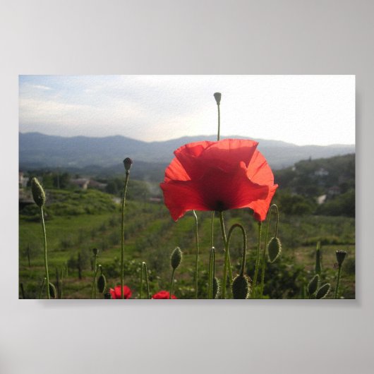 Tuscany Poppy Poster (Vorne)