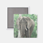 Tusked Elephant Magnet (Vorderseite/Rückseite)