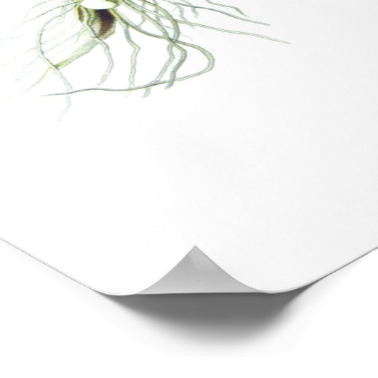 Tussilago farfara poster (Ecke)