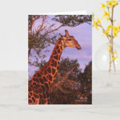 Tutwa, Giraffe in Botswana, Grußkarte Karte (Gelbe Blume)