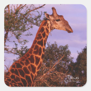 Tutwa, Giraffe in Botswana, Square Sticker