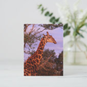 Tutwa, Giraffe in Tetswana, Postkarte (Stehend Vorderseite)