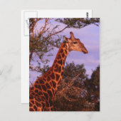 Tutwa, Giraffe in Tetswana, Postkarte (Vorne/Hinten)