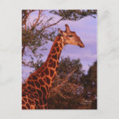 Tutwa, Giraffe in Tetswana, Postkarte (Vorderseite)