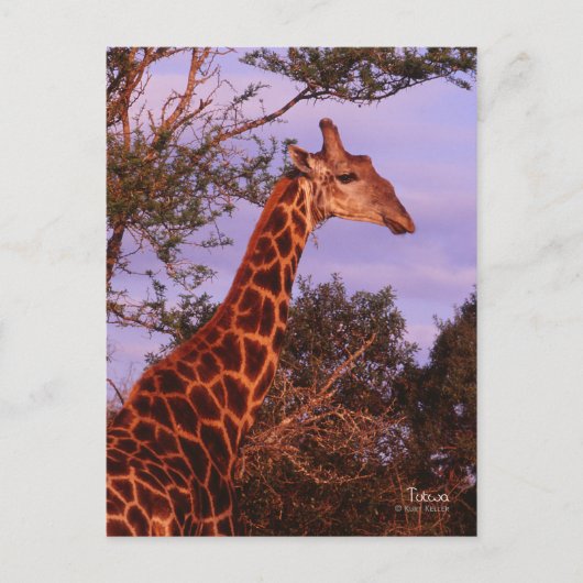 Tutwa, Giraffe in Tetswana, Postkarte (Vorderseite)