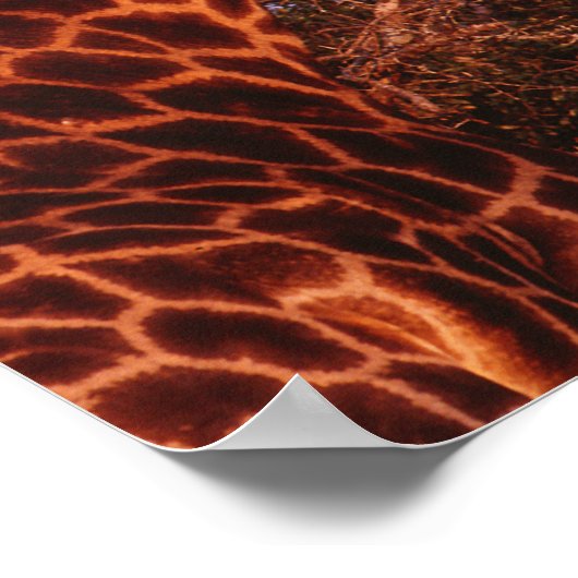 Tutwa, Giraffe in Tetswana-Sprache, Poster (Ecke)